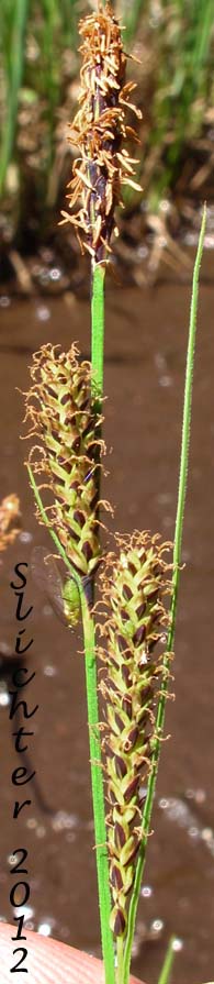 Inflorescence of Few-ribbed Sedge, Lakeshore Sedge, Mountain Shore Sedge: Carex kelloggii var. impressa (Synonyms: Carex interrupta var. impressa, Carex lenticularis var. impressa, Carex limnaea, Carex paucicostata)