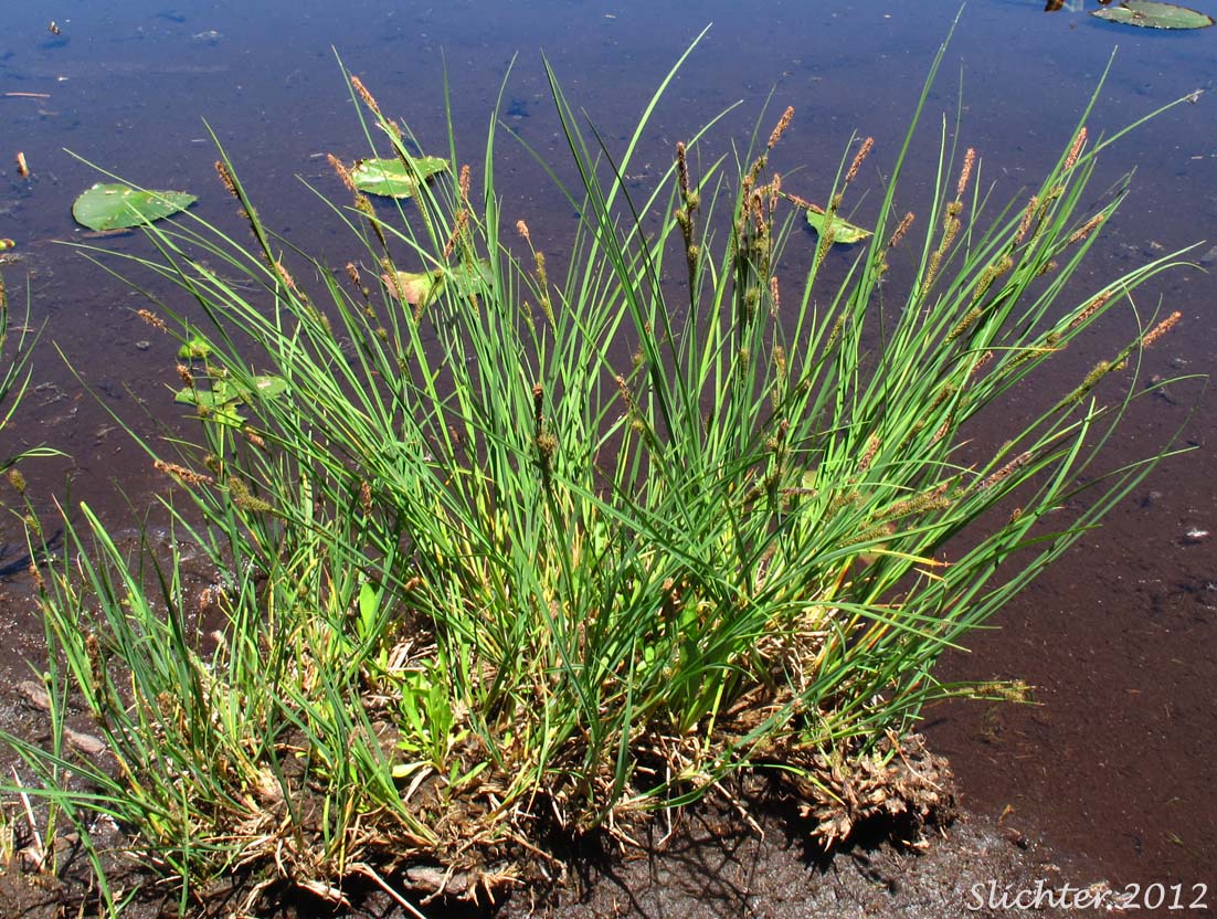 Few-ribbed Sedge, Lakeshore Sedge, Mountain Shore Sedge: Carex kelloggii var. impressa (Synonyms: Carex interrupta var. impressa, Carex lenticularis var. impressa, Carex limnaea, Carex paucicostata)