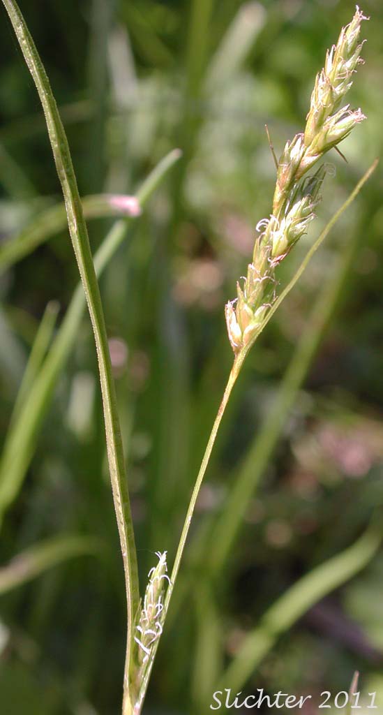 Close-up of the inflorescence of Dewey's Sedge, Taperfruit Shortscale Sedge: Carex leptopoda (Synonyms: Carex deweyana, Carex deweyana ssp. leptopoda, Carex deweyana var. leptopoda)