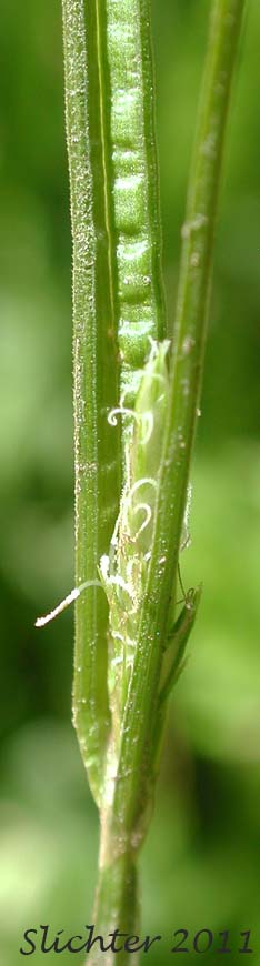 Close-up of the lowest female spike of Dewey's Sedge, Taperfruit Shortscale Sedge: Carex leptopoda (Synonyms: Carex deweyana, Carex deweyana ssp. leptopoda, Carex deweyana var. leptopoda)