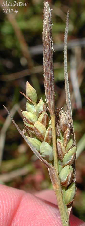 Inflorescence of Pale Sedge, Livid Sedge: Carex livida (Synonyms: Carex limosa var. livida, Carex livida var. grayana, Carex livida var. radicaulis, Carex livida var. rufiniformis)
