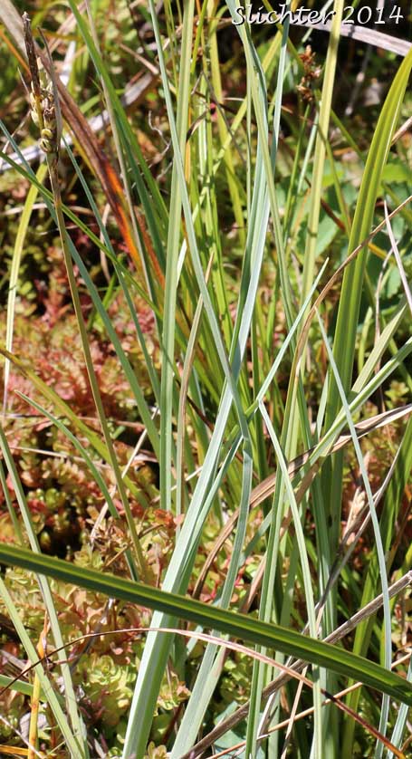 Pale Sedge, Livid Sedge: Carex livida (Synonyms: Carex limosa var. livida, Carex livida var. grayana, Carex livida var. radicaulis, Carex livida var. rufiniformis)