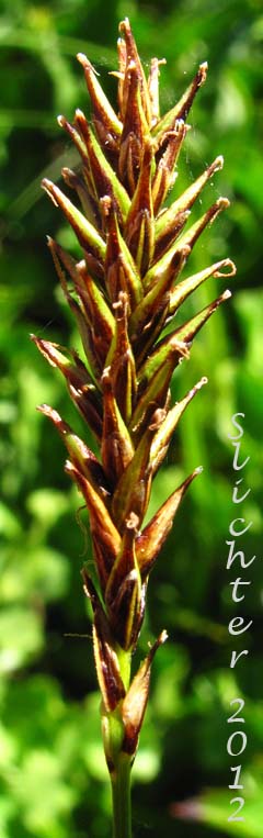 Spring Sedge, Woodrush Sedge: Carex luzulina (Synonyms: Carex ablata, Carex luzulina var. ablata, Carex luzulina var. luzulina, Carex owyheensis)