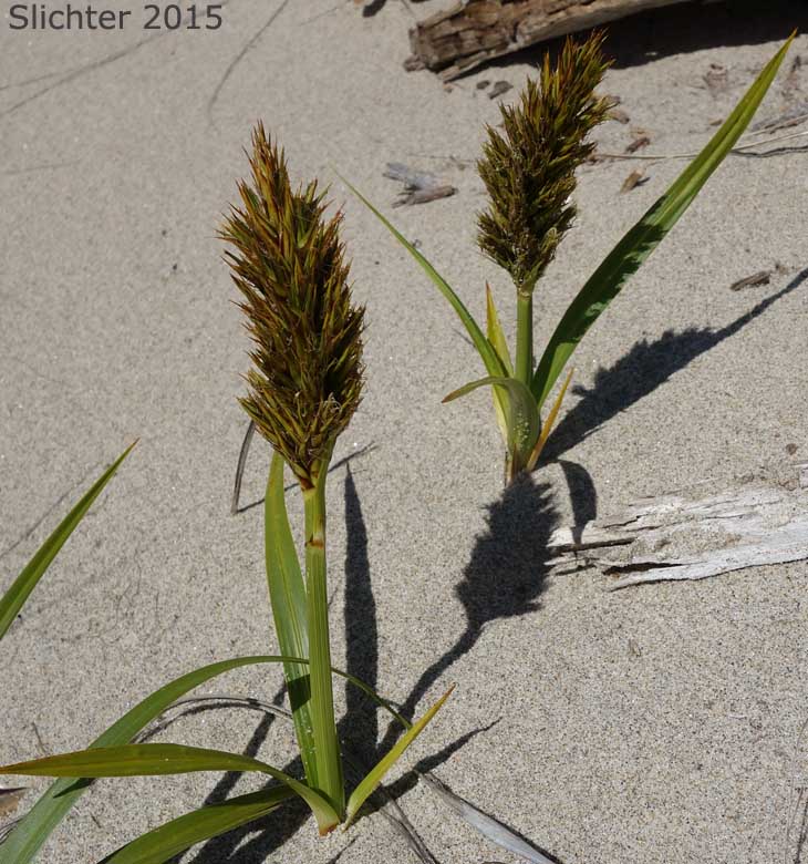 Bighead Sedge, Big-head Sedge, Big-headed Sedge, Largehead Sedge: Carex macrocephala (Synonym: Carex anthericoides, Carex macrocephala var. macrocephala)