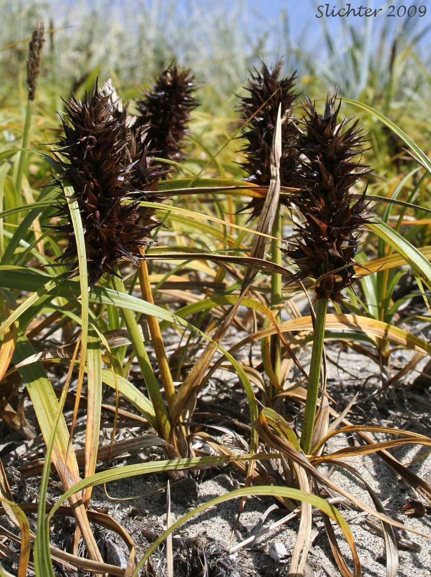 Bighead Sedge, Big-head Sedge, Big-headed Sedge, Largehead Sedge: Carex macrocephala (Synonym: Carex anthericoides, Carex macrocephala var. macrocephala)