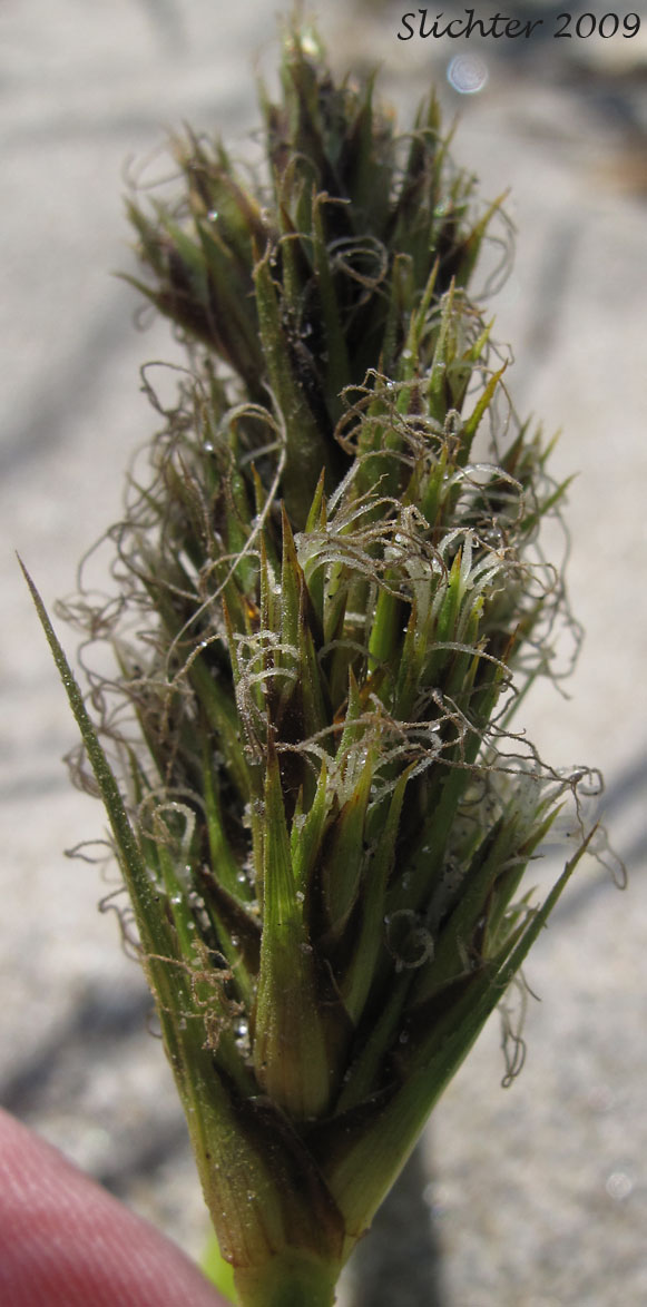 Inflorescence of Bighead Sedge, Big-head Sedge, Big-headed Sedge, Largehead Sedge: Carex macrocephala (Synonym: Carex anthericoides, Carex macrocephala var. macrocephala)