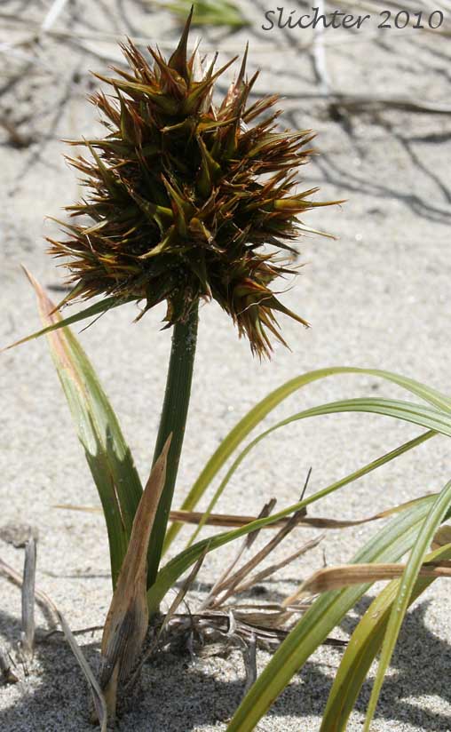 Bighead Sedge, Big-head Sedge, Big-headed Sedge, Largehead Sedge: Carex macrocephala (Synonym: Carex anthericoides, Carex macrocephala var. macrocephala)