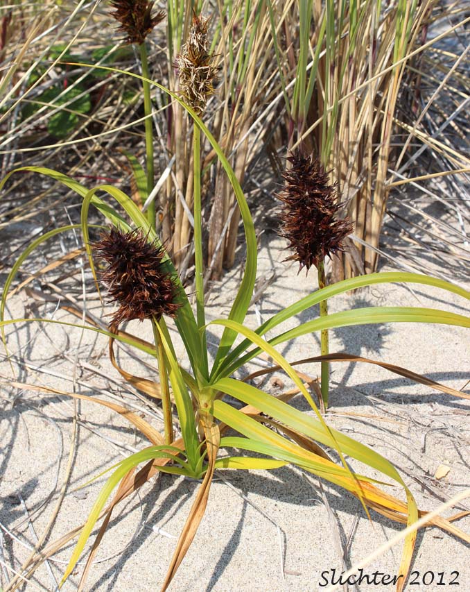 Bighead Sedge, Big-head Sedge, Big-headed Sedge, Largehead Sedge: Carex macrocephala (Synonym: Carex anthericoides, Carex macrocephala var. macrocephala)