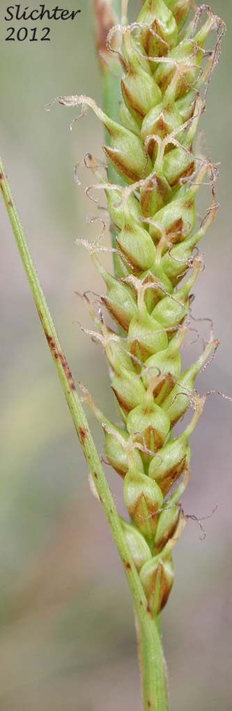 Female spike and lower bract of Mendocino Sedge: Carex mendocinensis (Synonym: Carex debiliformis)