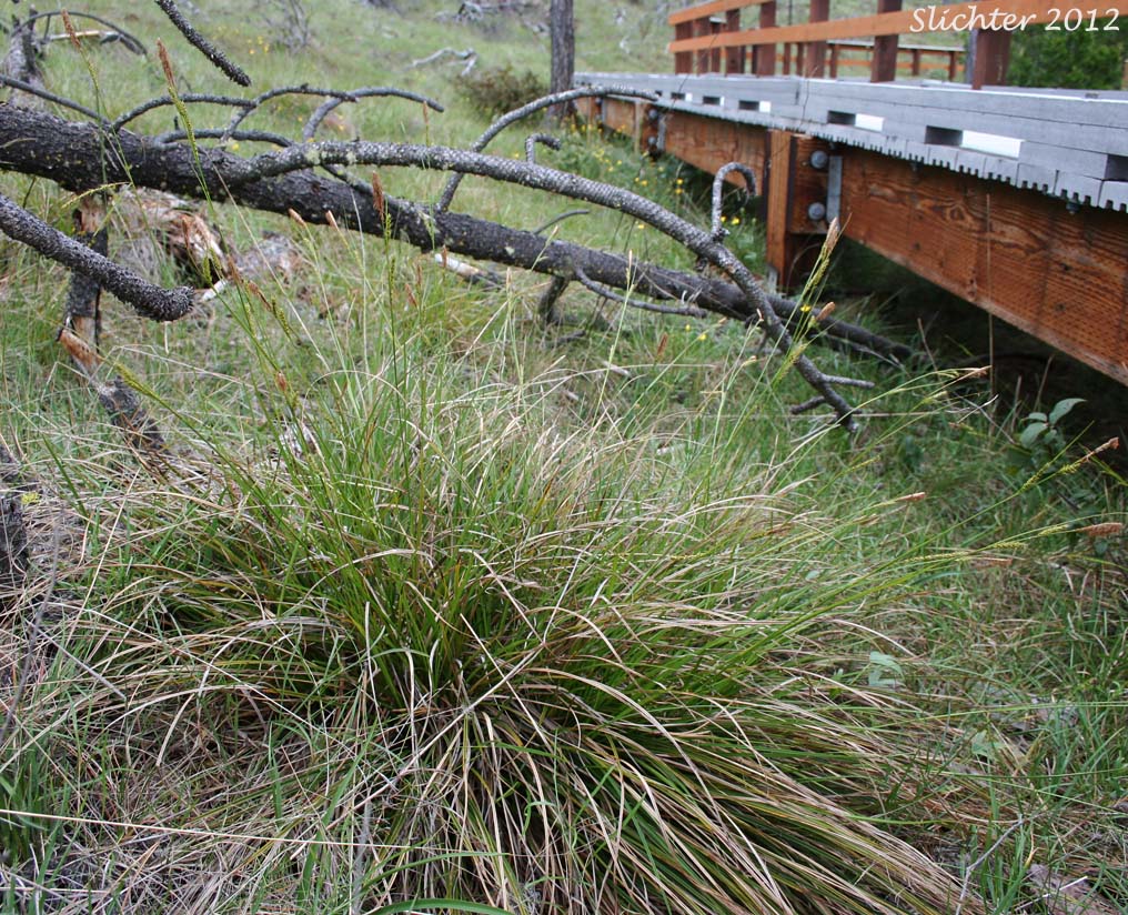 Mendocino Sedge: Carex mendocinensis (Synonym: Carex debiliformis)