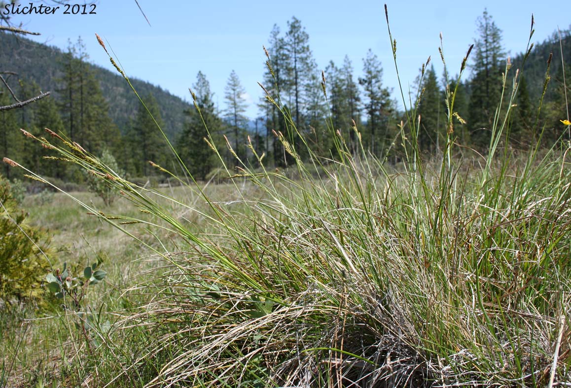Mendocino Sedge: Carex mendocinensis (Synonym: Carex debiliformis)