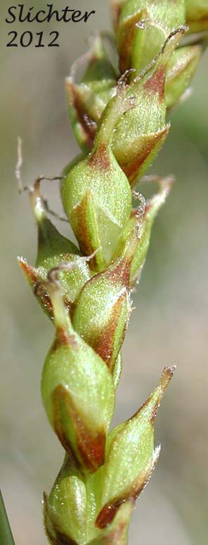 Perigynia of Mendocino Sedge: Carex mendocinensis (Synonym: Carex debiliformis)