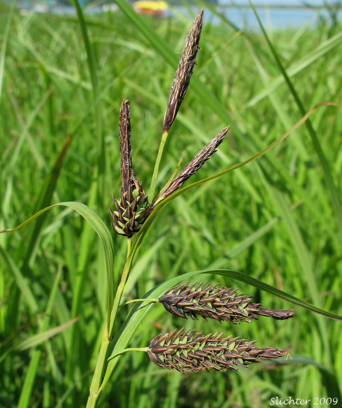 Inflorescence of Merten's Sedge: Carex mertensii (Synonym: Carex columbiana)