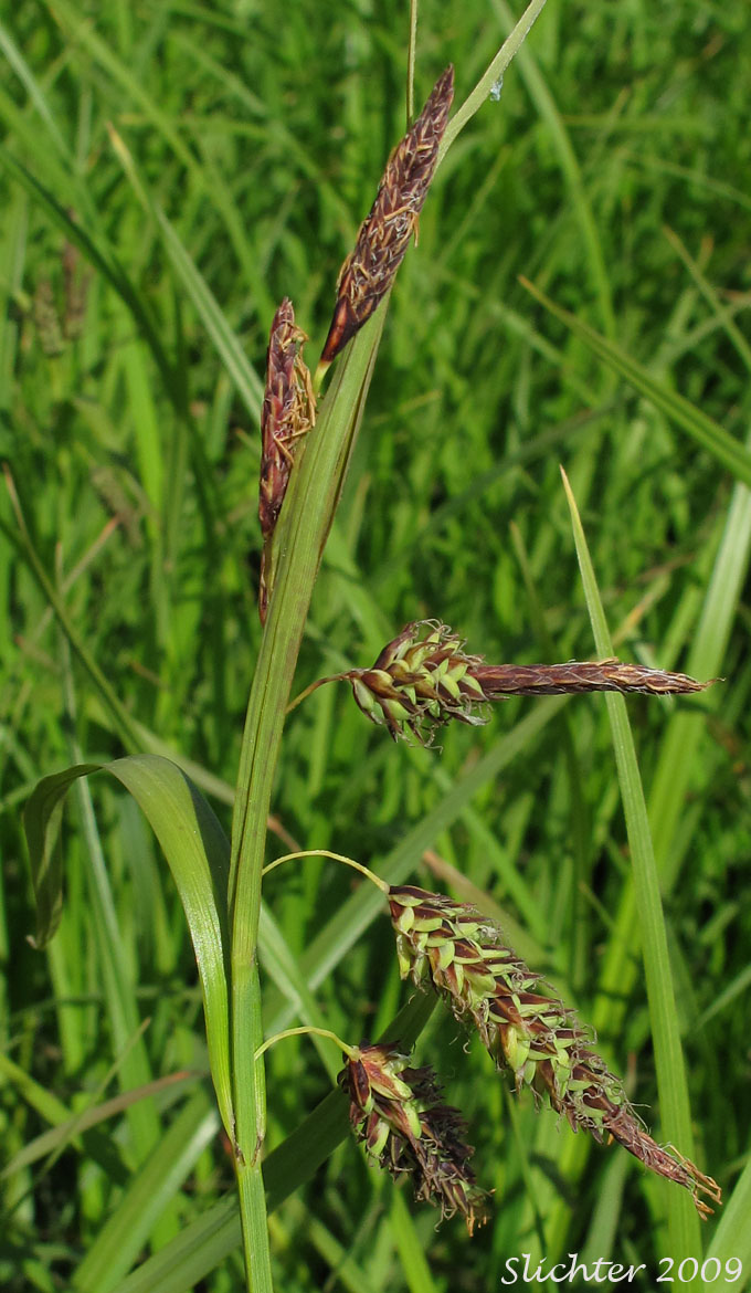 Merten's Sedge: Carex mertensii (Synonym: Carex columbiana)