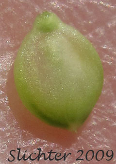 Perigynia of Merten's Sedge: Carex mertensii (Synonym: Carex columbiana)
