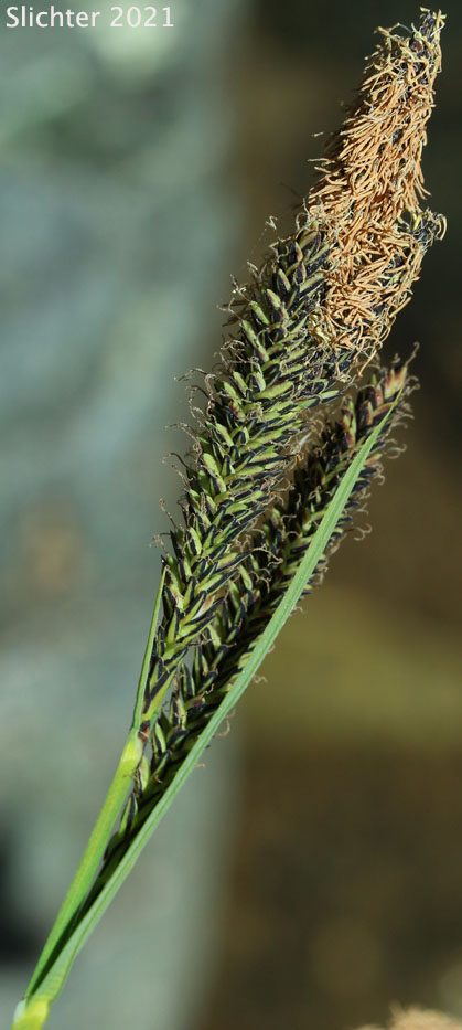 Inflorescence of Naked Sedge, Torrent Sedge: Carex nudata (Synonyms: Carex acutina, Carex bishallii, Carex hallii, Carex nudata var. anomala, Carex suborbiculata, Carex tenacissima)