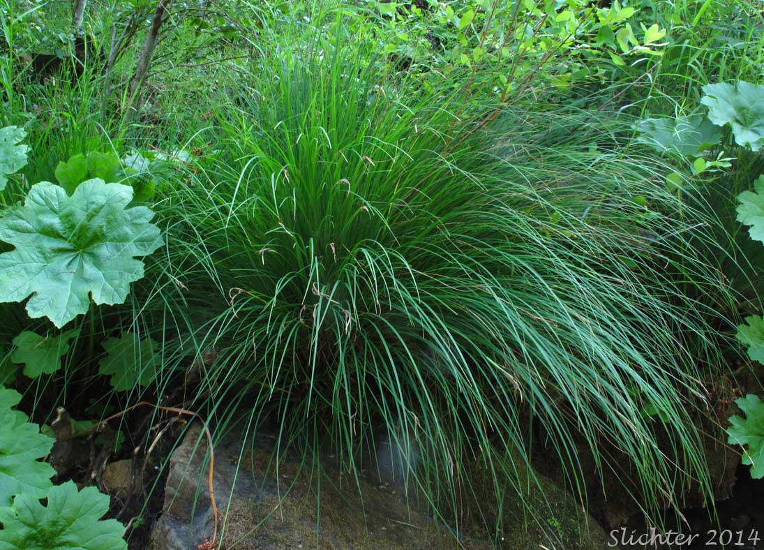 Naked Sedge, Torrent Sedge: Carex nudata (Synonyms: Carex acutina, Carex bishallii, Carex hallii, Carex nudata var. anomala, Carex suborbiculata, Carex tenacissima)
