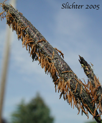 Male spike of Slough Sedge: Carex obnupta