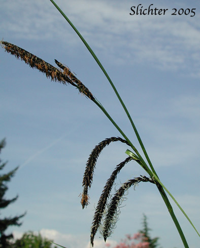 Inflorescence of Slough Sedge: Carex obnupta