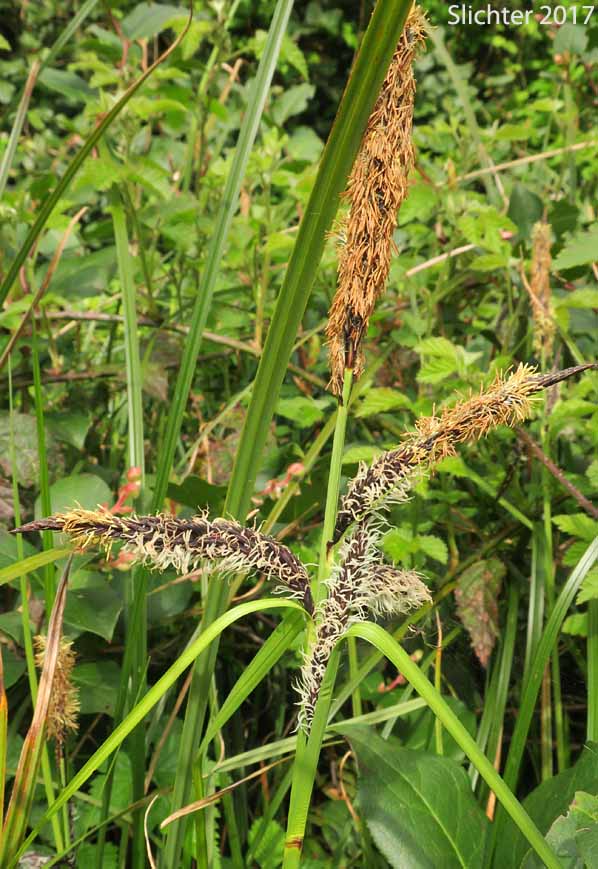 Slough Sedge: Carex obnupta (Synonym: Carex magnifica)