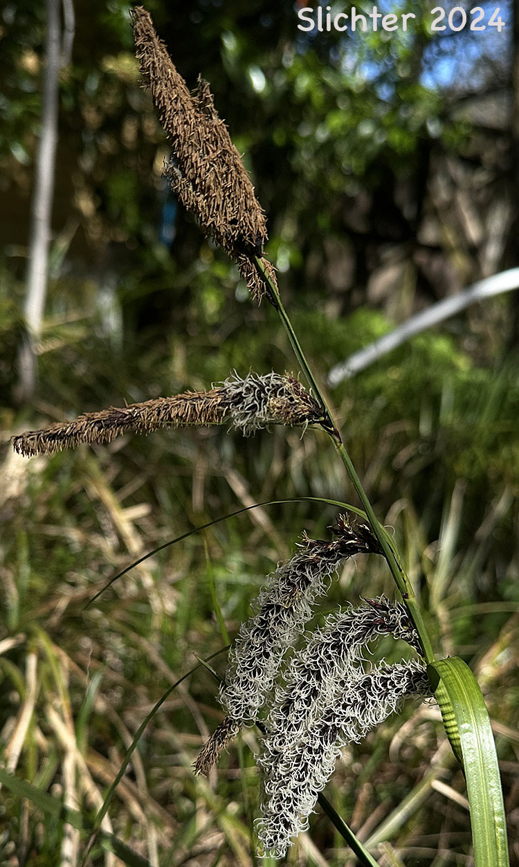 Inflorescence of Slough Sedge: Carex obnupta (Synonym: Carex magnifica)