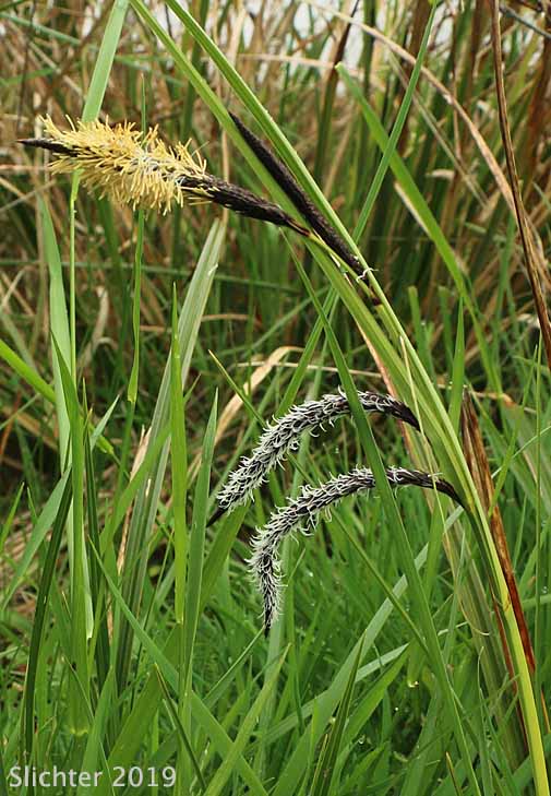 Slough Sedge: Carex obnupta (Synonym: Carex magnifica)