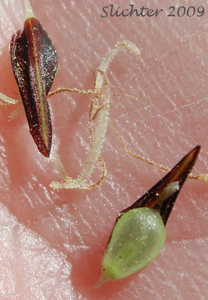Perigynia and scales of Slough Sedge: Carex obnupta