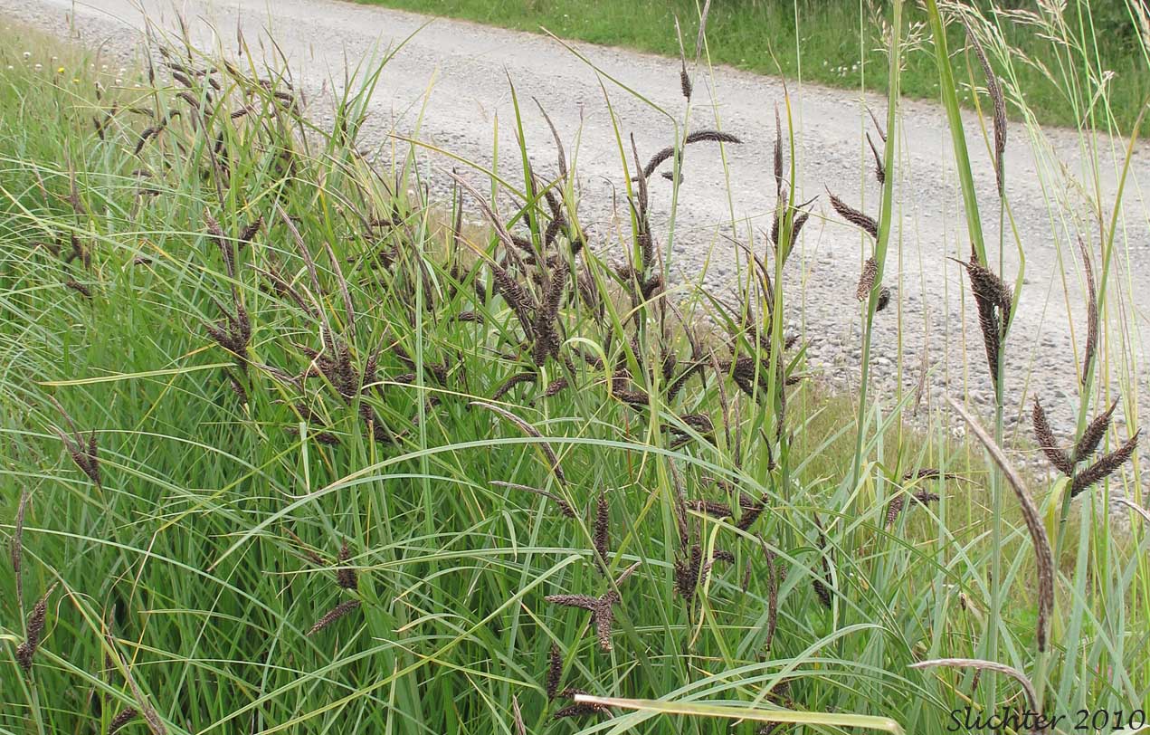Slough Sedge: Carex obnupta (Synonym: Carex magnifica)