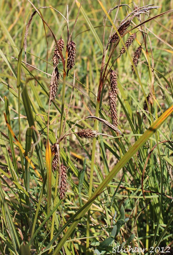 Slough Sedge: Carex obnupta (Synonym: Carex magnifica)