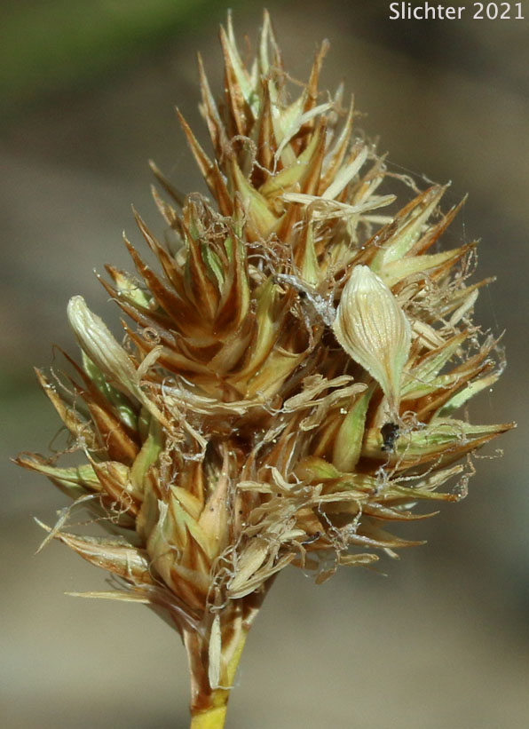 Chamisso Sedge, Starry Sedge, Thick-head Sedge, Thick-headed Sedge: Carex pachystachya (Synonyms: Carex festiva var. gracilis, Carex festiva var. pachystachya, Carex macloviana, Carex macloviana ssp. pachystachya, Carex macloviana var. pachystachya, Carex pachystachya var. gracilis, Carex pachystachya var. monds-coulteri)