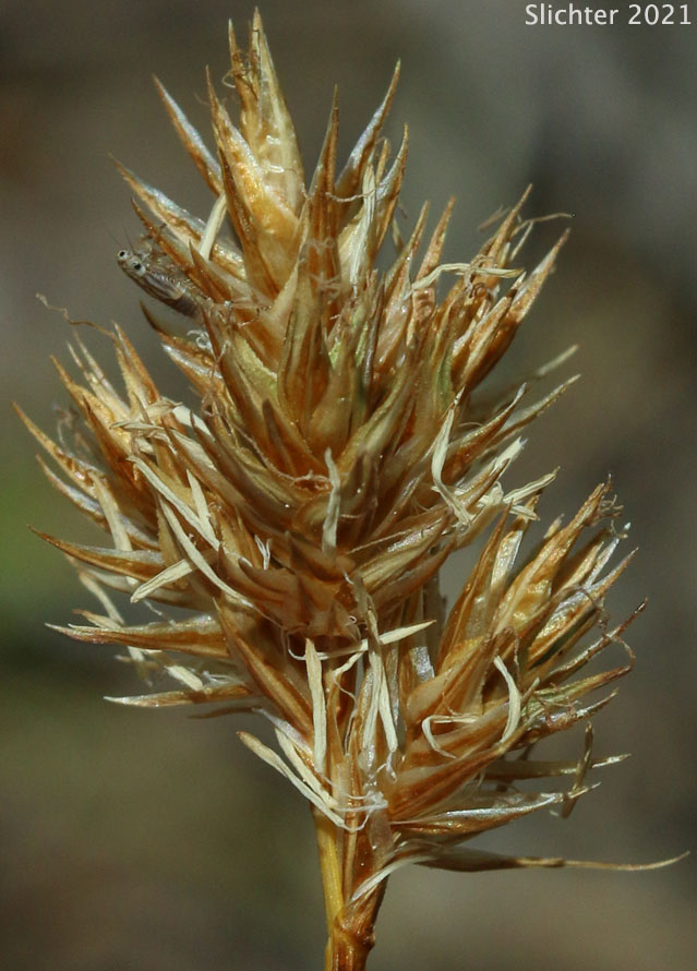 Chamisso Sedge, Starry Sedge, Thick-head Sedge, Thick-headed Sedge: Carex pachystachya (Synonyms: Carex festiva var. gracilis, Carex festiva var. pachystachya, Carex macloviana, Carex macloviana ssp. pachystachya, Carex macloviana var. pachystachya, Carex pachystachya var. gracilis, Carex pachystachya var. monds-coulteri)
