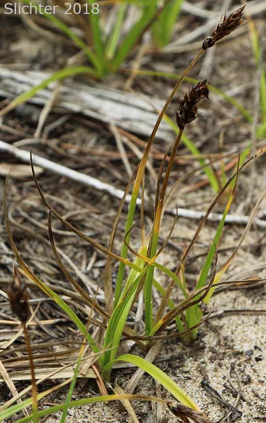 Sand Sedge, Sanddune Sedge: Carex pansa (Synonym: Carex arenicola ssp. pansa)