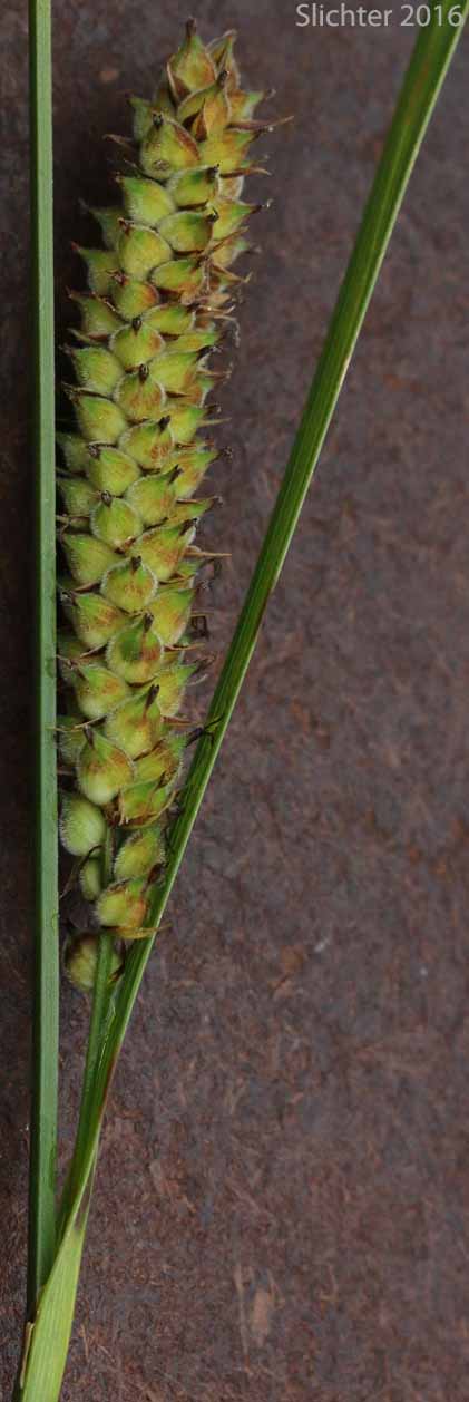 Woolly Sedge: Carex pellita (Synonym: Carex lanuginosa)