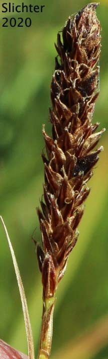 Female inflorescence of Siskiyou Sedge: Carex scabriuscula (Synonym: Carex gigas)