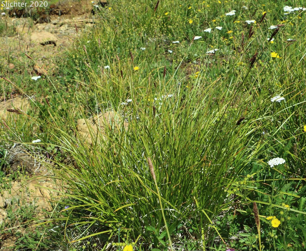 Siskiyou Sedge: Carex scabriuscula (Synonym: Carex gigas)