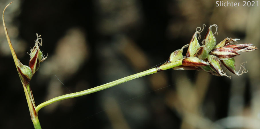 Serpentine Sedge: Carex serpenticola