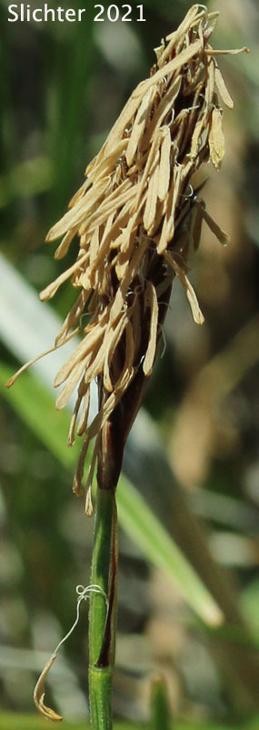 Serpentine Sedge: Carex serpenticola