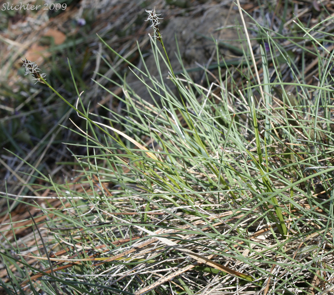 Serpentine Sedge: Carex serpenticola