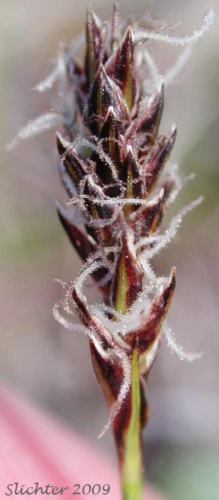 Serpentine Sedge: Carex serpenticola