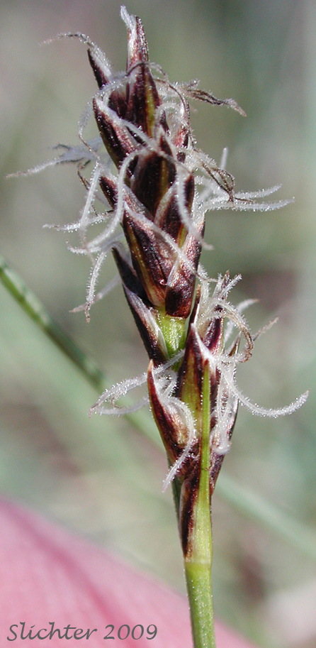 Female spike of serpentine sedge: Carex serpenticola