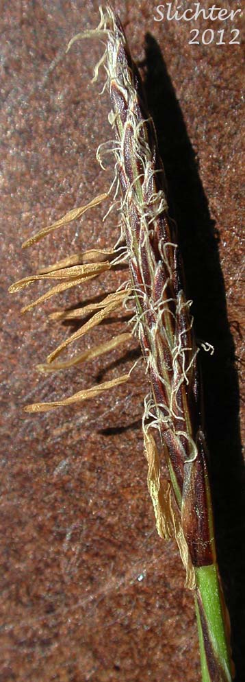 Male spike of Serpentine Sedge: Carex serpenticola