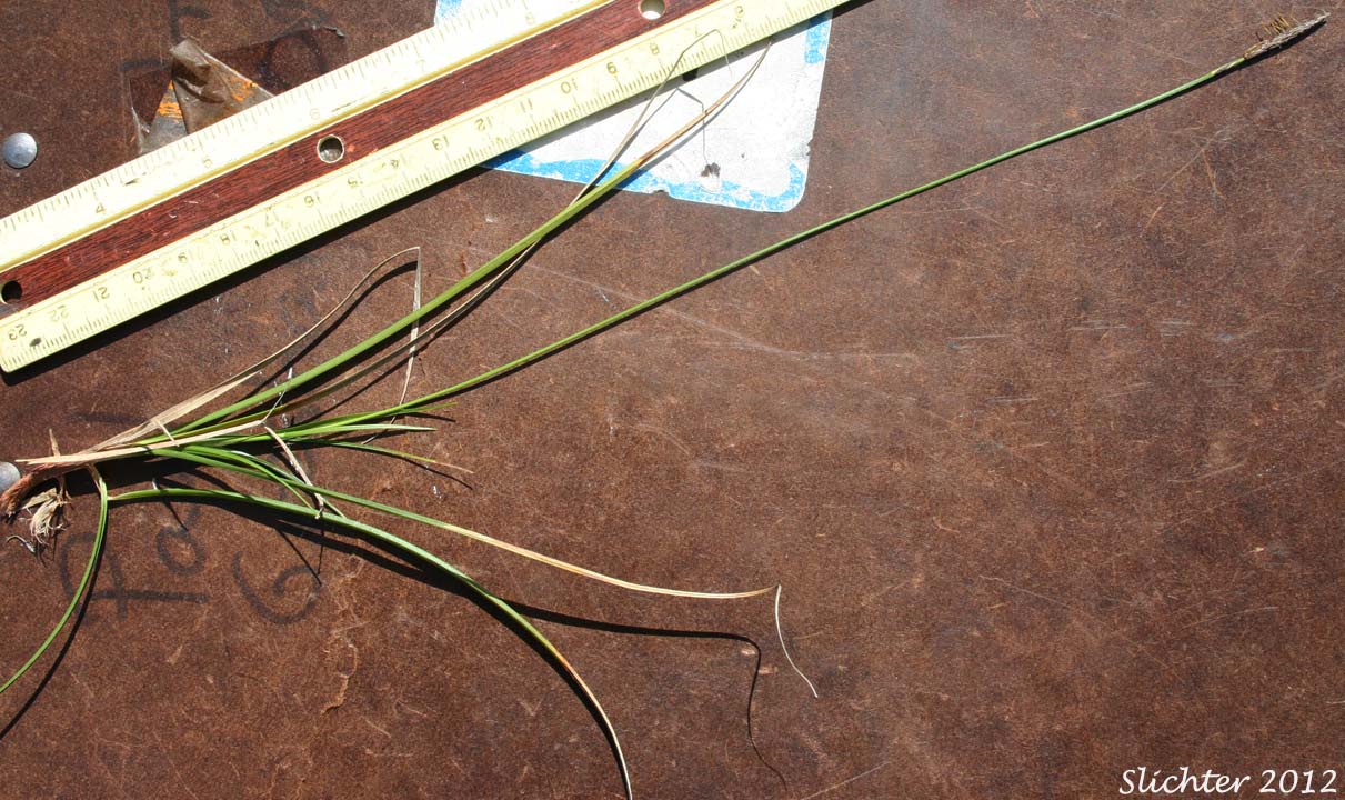 Serpentine Sedge: Carex serpenticola