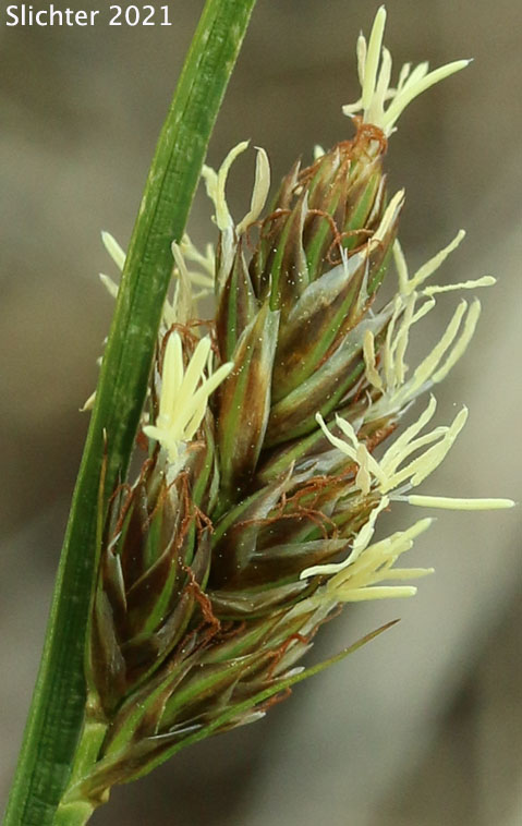 Saw-toothed Sedge, Two-tooth Sedge: Carex serratodens (Synonym: Carex bifida)