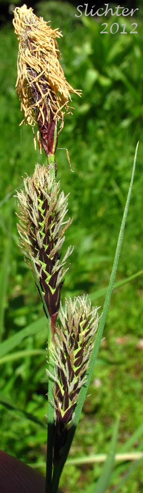 Showy Sedge: Carex spectabilis (Synonyms: Carex invisa, Carex nigella, Carex spectabilis var. superba, Carex tolmiei, Carex tolmiei var. invisa)