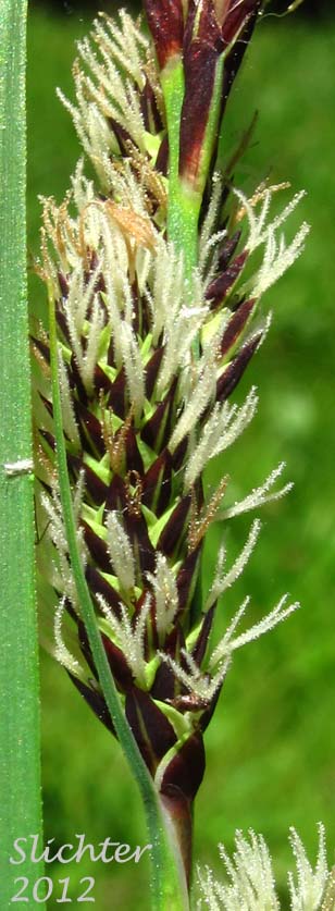 Female spike of Showy Sedge: Carex spectabilis (Synonyms: Carex invisa, Carex nigella, Carex spectabilis var. superba, Carex tolmiei, Carex tolmiei var. invisa)