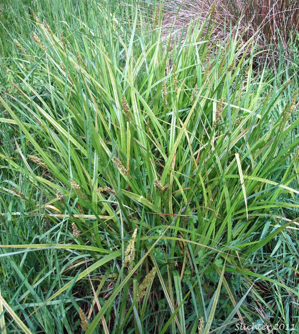Awl-fruit Sedge, Sawbeak Sedge: Carex stipata var. stipata (Synonyms: Carex stipata var. crassicurta, Carex stipata var. subsecuta)