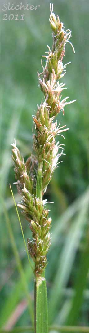 Inflorescence and winged culm of Awl-fruit Sedge, Sawbeak Sedge: Carex stipata var. stipata (Synonyms: Carex stipata var. crassicurta, Carex stipata var. subsecuta)