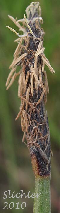 Inflorescence of Common Spikerush, Creeping Spikerush: Eleocharis palustris (Synonyms: Eleocharis mamillata, Eleocharis palustris var. major, Eleocharis palustris var. palustris, Eleocharis smallii, Eleocharis uniglumis, Scirpus palustris)
