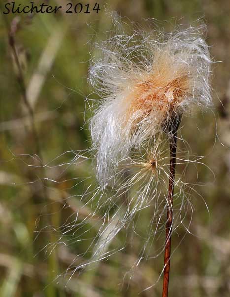 Chamisso's Cottongrass, Chamisso's Cotton-grass, Russet Cottongrass: Eriophorum chamissonis (Synonyms: Eriophorum altaicum, Eriophorum altaicum var. neogeum, Eriophorum chamissonis var. aquatile, Eriophorum rufescens, Eriophorum russeolum, Eriophorum russeolum ssp. rufescens, Eriophorum russeolum var. albidum, Eriophorum russeolum var. leucothrix, Eriophorum russeolum var. majus)