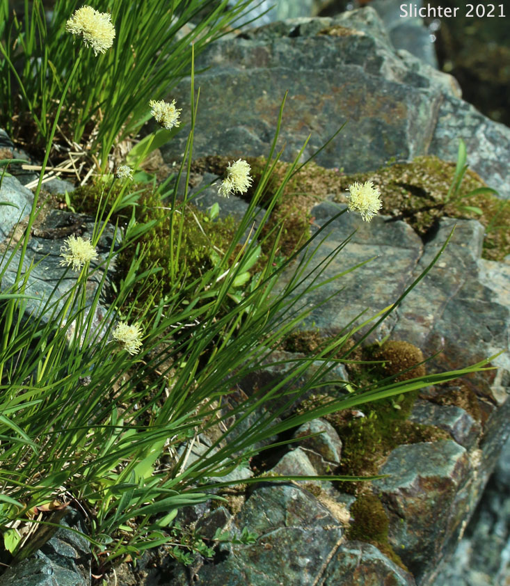 Fringed Cottongrass: Calliscirpus criniger (Synonyms: Eriophorum criniger, Eriophorum crinigerum, Scirpus criniger)